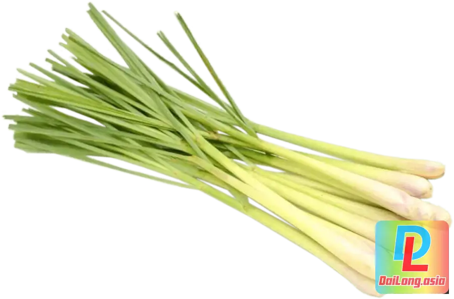 Bó Sả Tươi - Bunch of Fresh Lemongrass PNG
