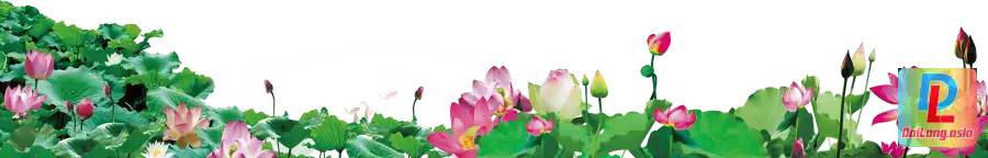 Bông Hoa Sen PNG Dành Cho Thiết Kế Chân Ảnh - Lotus PNG For Design