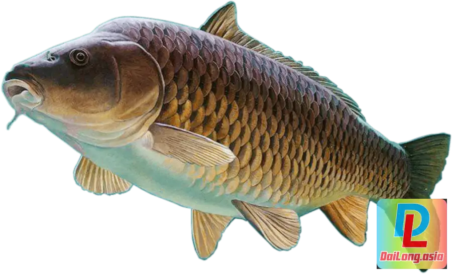 Cá Chép - Carp PNG