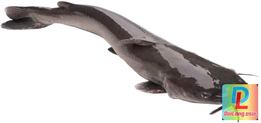 Cá Lăng - Fish Lang PNG