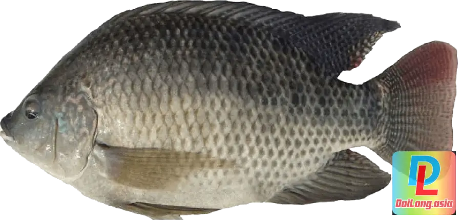 Cá Rô Phi