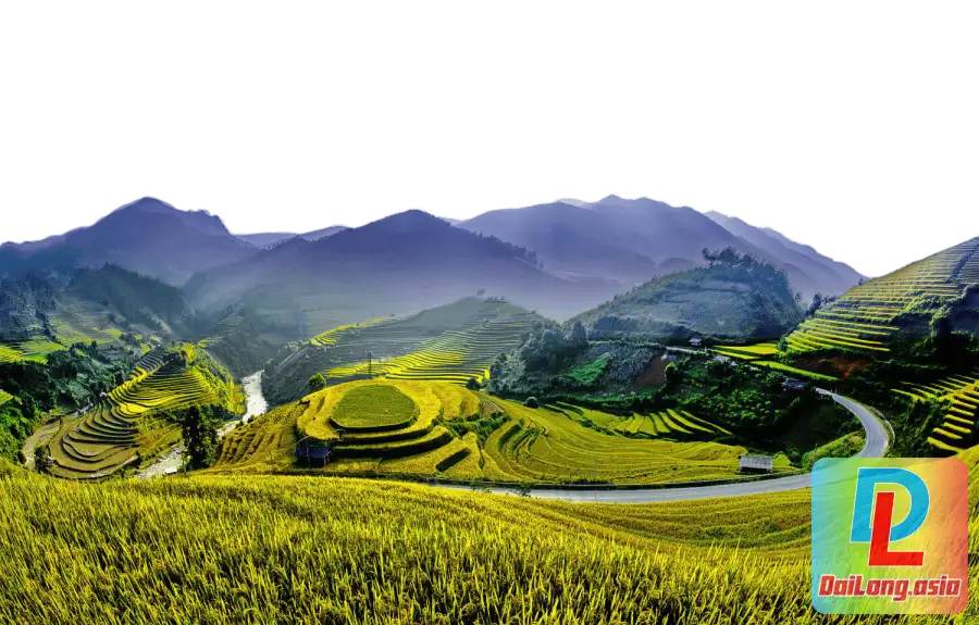 Cánh Đồng Lúa Vàng Bậc Thang PNG - Golden Terraced Rice Fields