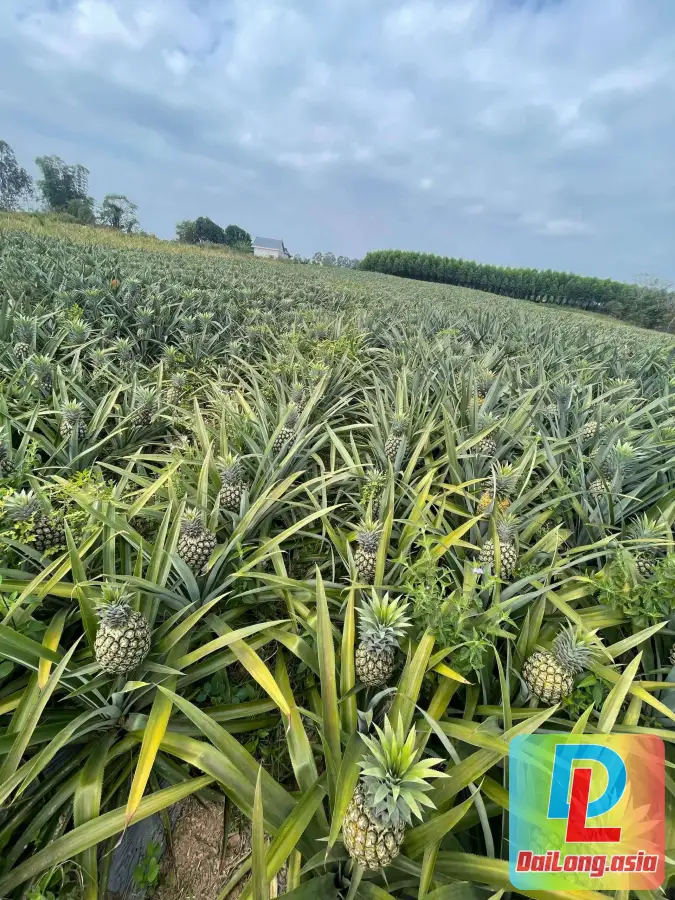 Hình Ảnh Nền Vườn Dứa - Pineapple Garden Background Image